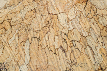 Texture, tree rings and saw cut tree trunk