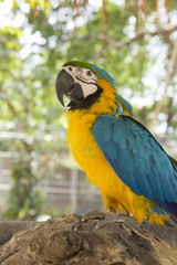 Macaw parrot.