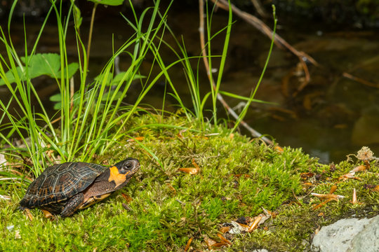 Bog Turtle (Glyptemys muhlenbergii)