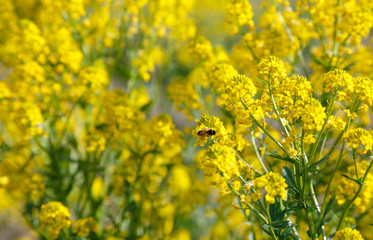 Field with yellow flowers. In the foreground the bee sits on a flower. The background is blurred