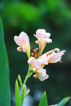 light pink Canna lily