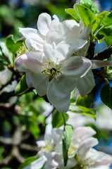 Blossoming branch of the apple tree