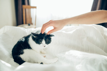 the hand caresses the black and white cat in bed close-up bedroom
