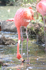 Live Pink Flamingo