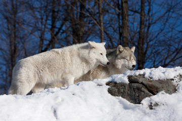 Naklejka premium Arctic wolves standing on a rocky cliff in winter in Canada