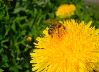 Bee collects nectar on a yellow dandelion flower, nature, macro