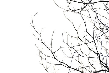 tree branch silhouette photography , white background