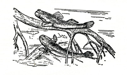 Atlantic mudskipper (Periophthalmus barbarus)