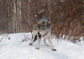 Naklejka premium Timber wolf or Grey Wolf (Canis lupus) growling in the winter snow in Canada