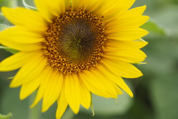 Fototapeta premium ひまわり