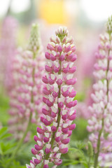 Wild summery flowers, varicolored lupines.