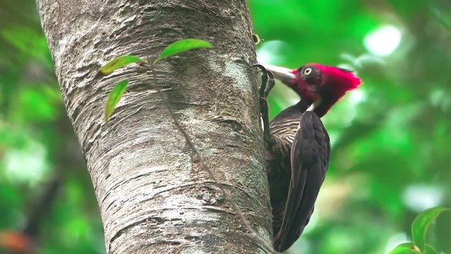 woodpecker pecking at trunk closeup