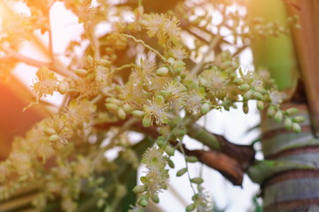flower Raja Lipstick Palm (Sealing wax , Lipstick , Raja , Maharajah ) ornamental plant in garden...