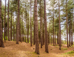 Pine woodland at Formby Point, Formby, West Lancashire, UK