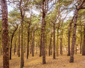 Pine woodland at Formby Point, Formby, West Lancashire, UK