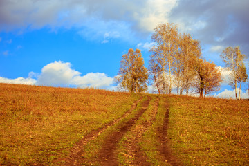 Golden birch trees growing on the lawn at autumn