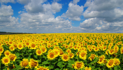 Naklejka premium field of blooming sunflowers