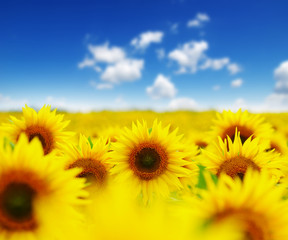 field of blooming sunflowers