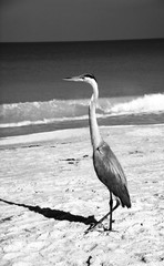 Great Blue Heron Beach