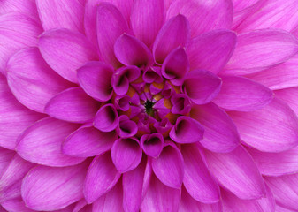 flower and beautiful petals