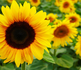 close-up of sunflower