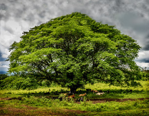 Huge Tree & Grazing Cows
