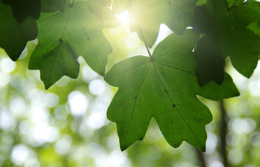 Green leaves and sun
