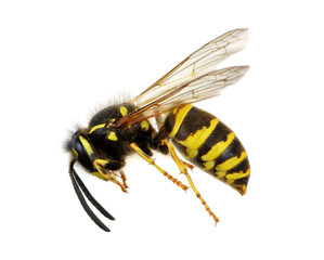 wasp isolated on white