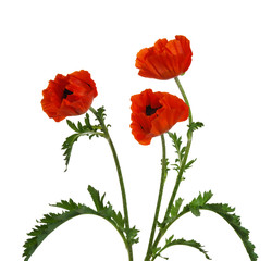 Obraz premium red poppy isolated on white