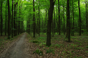 Obraz premium Trees in green forest