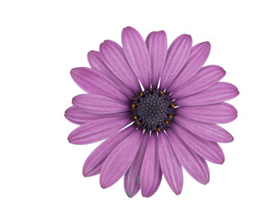 Daisy flower in purples isolated on the white background.