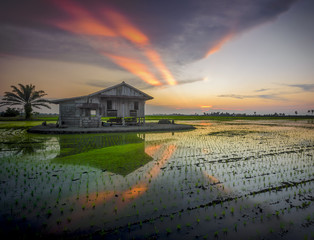 Rice field in early stage at sekinchan,Malaysia.Abandoned house at background.