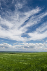 green wheat field and white clouds