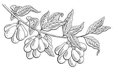 Dogwood berry graphic branch black white isolated sketch illustration vector