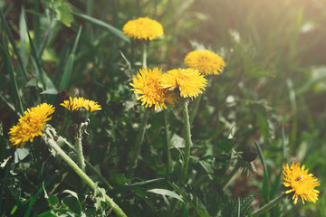 Yellow dandelion closeup. Flower background.