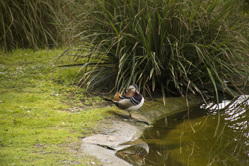 Mandarin Duck (Aix galericulata) drake standing on the Quayside of a small Canal between the...
