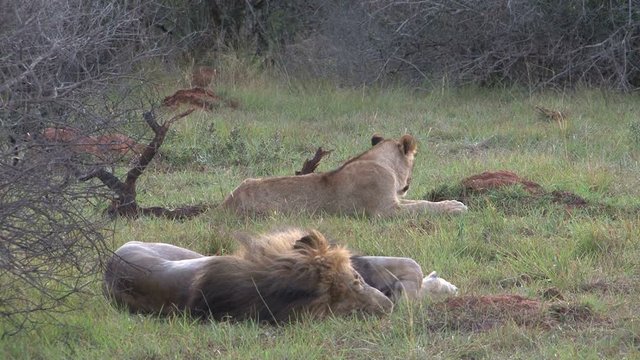 Lions sleeping
