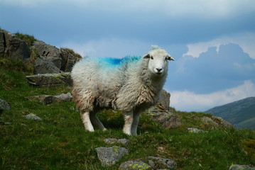 Mountain sheep