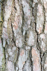 Closeup of a pine tree trunk as textured background.
