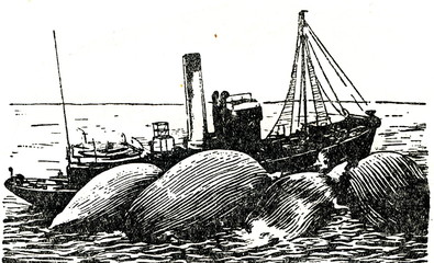 Fototapeta premium Whaling vessel towing killed whales to the factory ship 