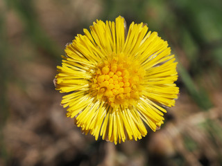 Macro shot yellow flower background