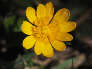 Macro shot yellow flower background