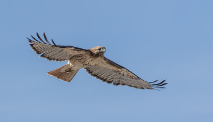 Red-Tailed Hawk on High Glide - A red-tailed hawk glides on the wind on a blue sky day.