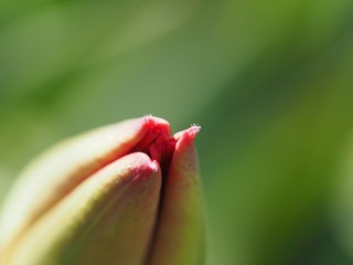 A macro shot of a tulip flower bud beginning to open