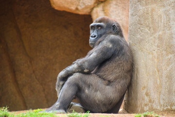 A gorilla resting  while people watch