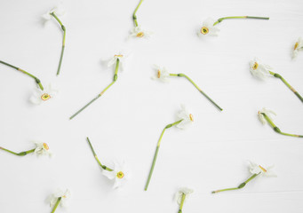 Seamless daffodils pattern concept, daffodil flowers