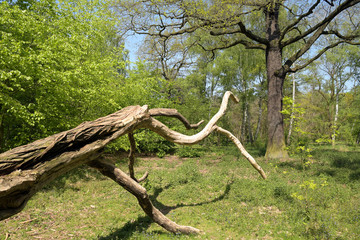 forstarbeiten