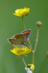 Farfalla su fiore giallo