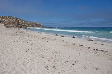 Seelöwen am Strand von Seal Bay