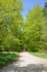 Fototapeta premium Landscape with beech trees in light green colors.